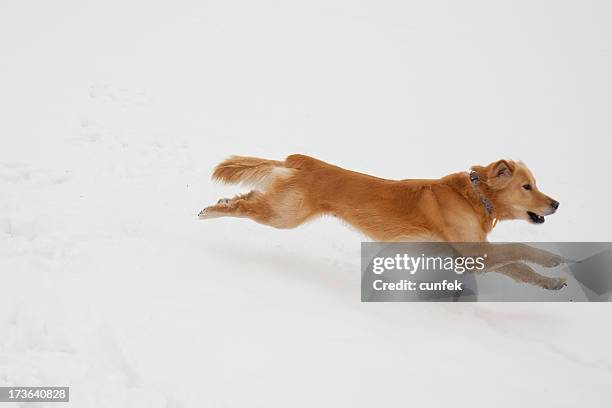 running in snow - golden retriever stock pictures, royalty-free photos & images