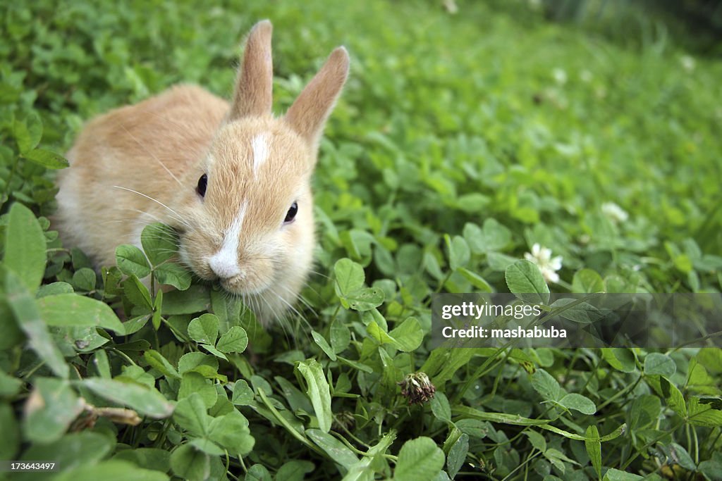 Rabbit on clovers.