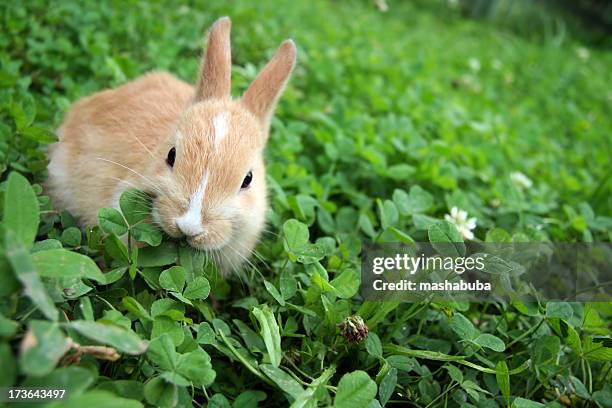 rabbit on clovers. - bunny rabbit stock pictures, royalty-free photos & images