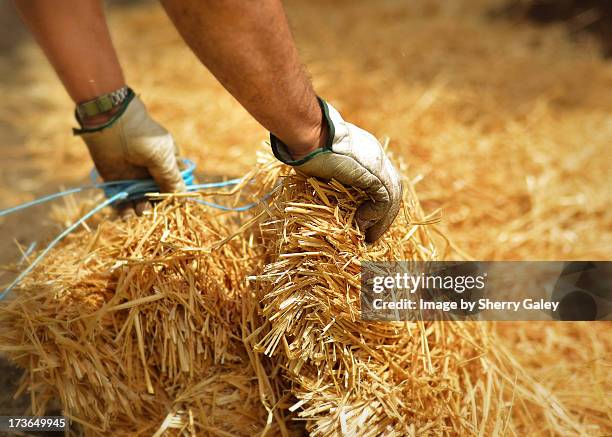 mulching with straw - sherry yard stock pictures, royalty-free photos & images