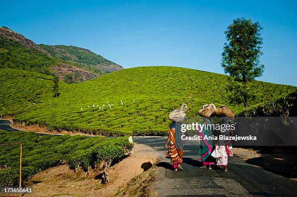 tea pickers from munnar - india tea plantation stock-fotos und bilder