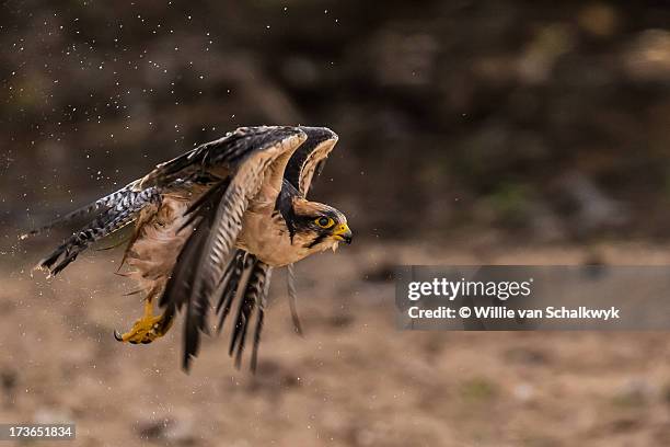 lanner falcon taking off after a bath - alfaneque imagens e fotografias de stock