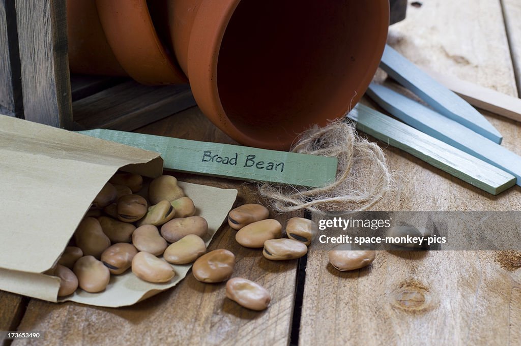 Gardening - Broad Bean Seeds