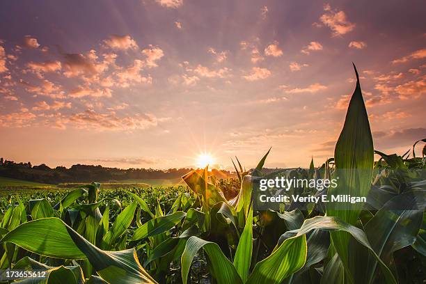 sunrise over field of crops in france - maize harvest stock-fotos und bilder