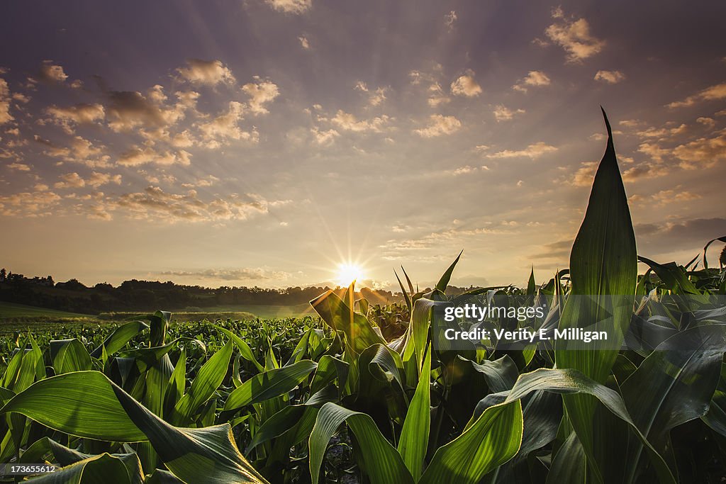 Sunrise over field of crops in France