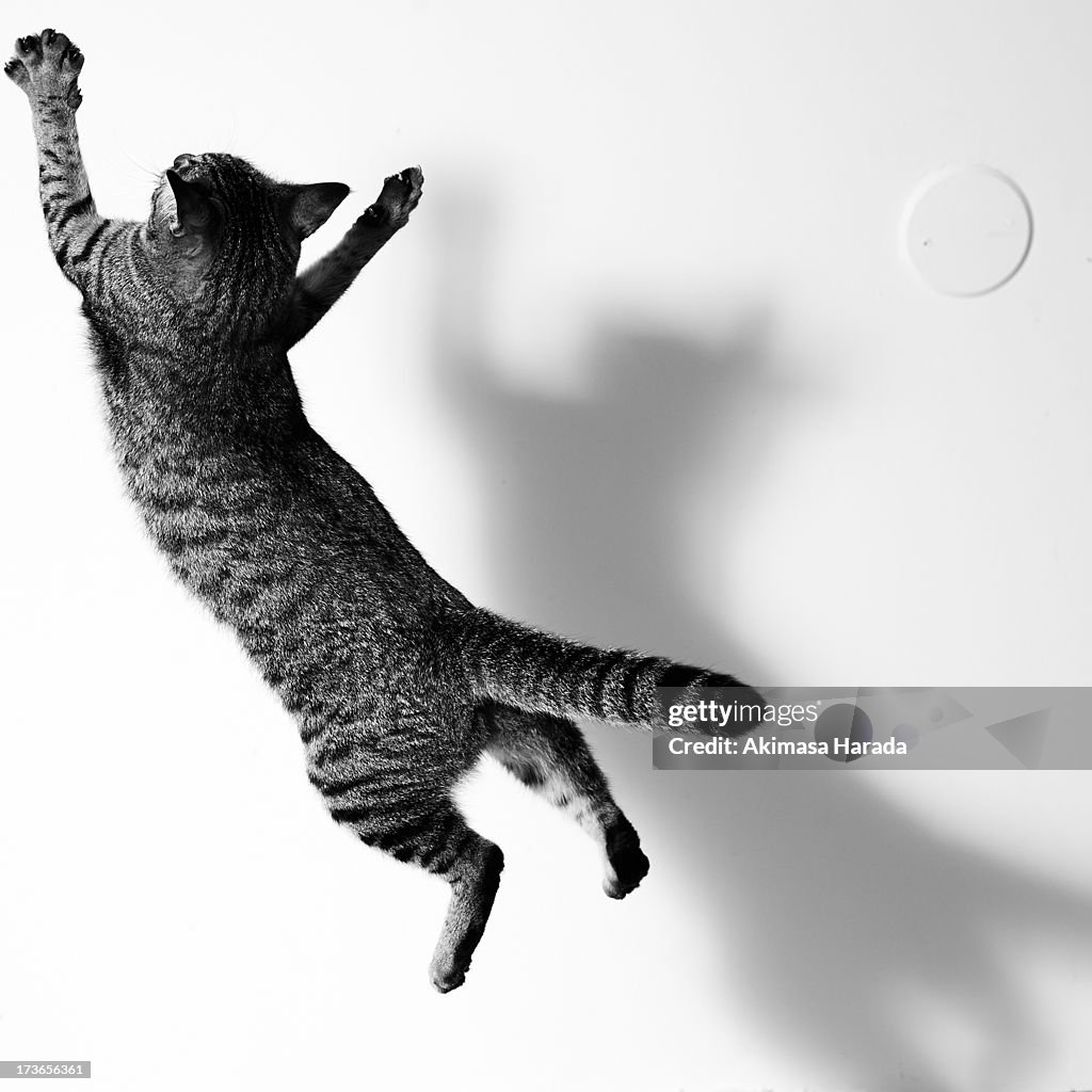 Jumping cat