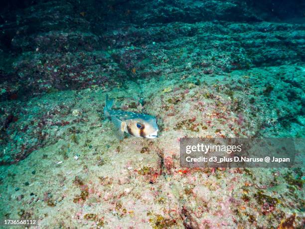 a beautiful big pacific burrfish being cleaned by a cleaner wrasse on ohne island.

hirizo beach, nakagi, south izu, kamo-gun, izu peninsula, shizuoka, japan,
photo taken october 9, 2023.
in underwater photography. - cleaner wrasse stock pictures, royalty-free photos & images