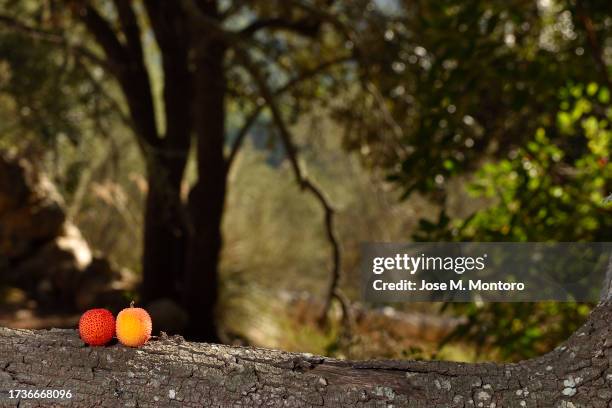 strawberry tree fruit on autumn nature background. - strawberry tree stock pictures, royalty-free photos & images