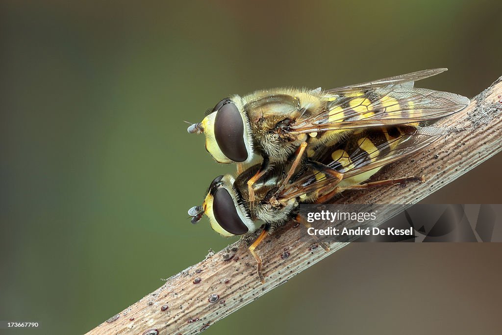 Syrphid love