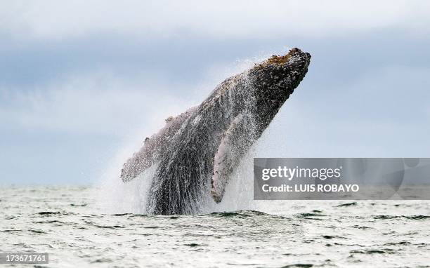 Humpback whale jumps in the surface of the Pacific Ocean at the Uramba Bahia Malaga natural park in Colombia, on July 16, 2013. Humpback whales...