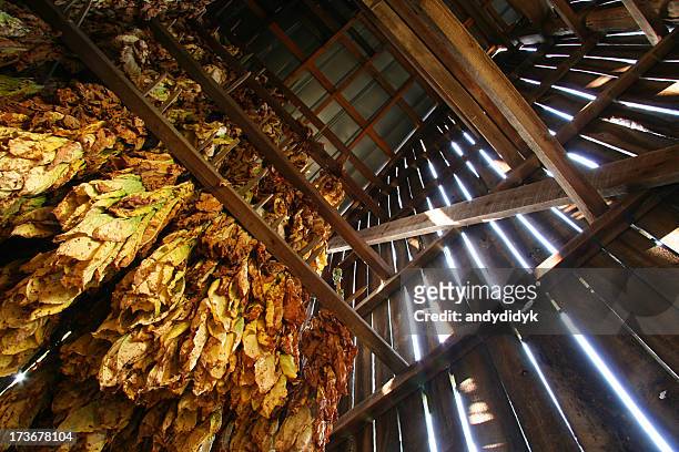 tabac barn, regarder 01 - tobacco product stock photos et images de collection