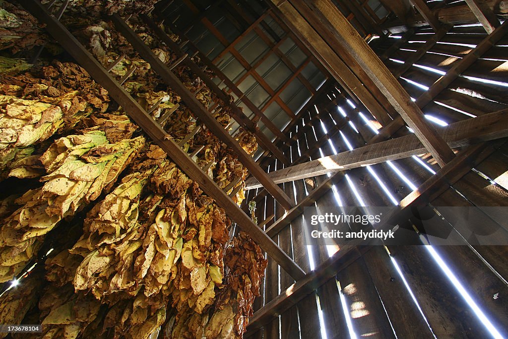 Tobacco Barn, Looking Up 01