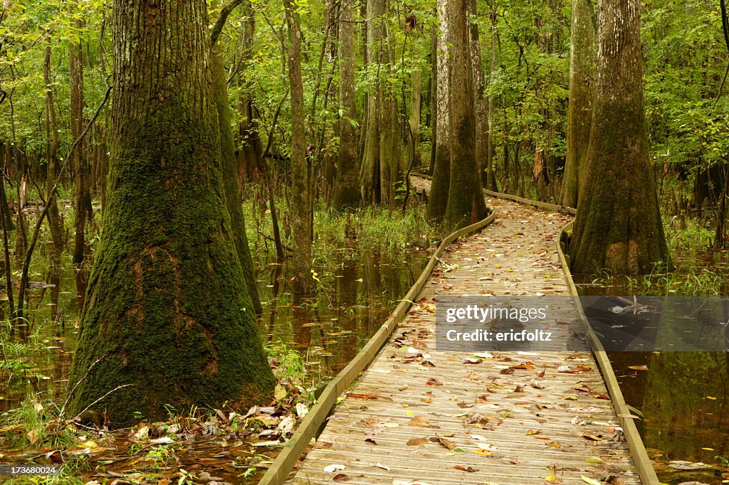 Swamp Walk Way Walkway Through A Swamp With Mossy Trees High-Res Stock Photo - Getty ...