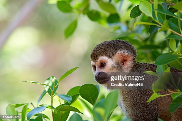 a squirrel monkey in its tree top habitat - dödskalleapa bildbanksfoton och bilder