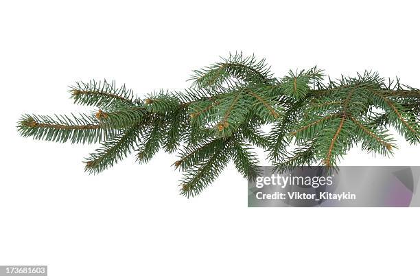 fir-tree branch - ast pflanzenbestandteil stock-fotos und bilder