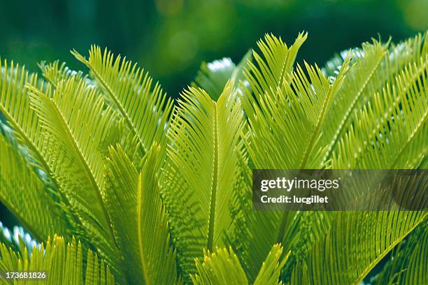 cycas in springtime - sago palm stock pictures, royalty-free photos & images