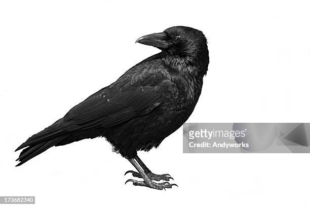 a black carrion crow on a white background - crow stockfoto's en -beelden