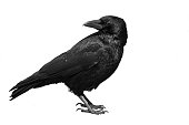 A black carrion crow on a white background