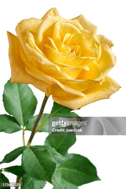 yellow rose on white background - yellow rose stock pictures, royalty-free photos & images