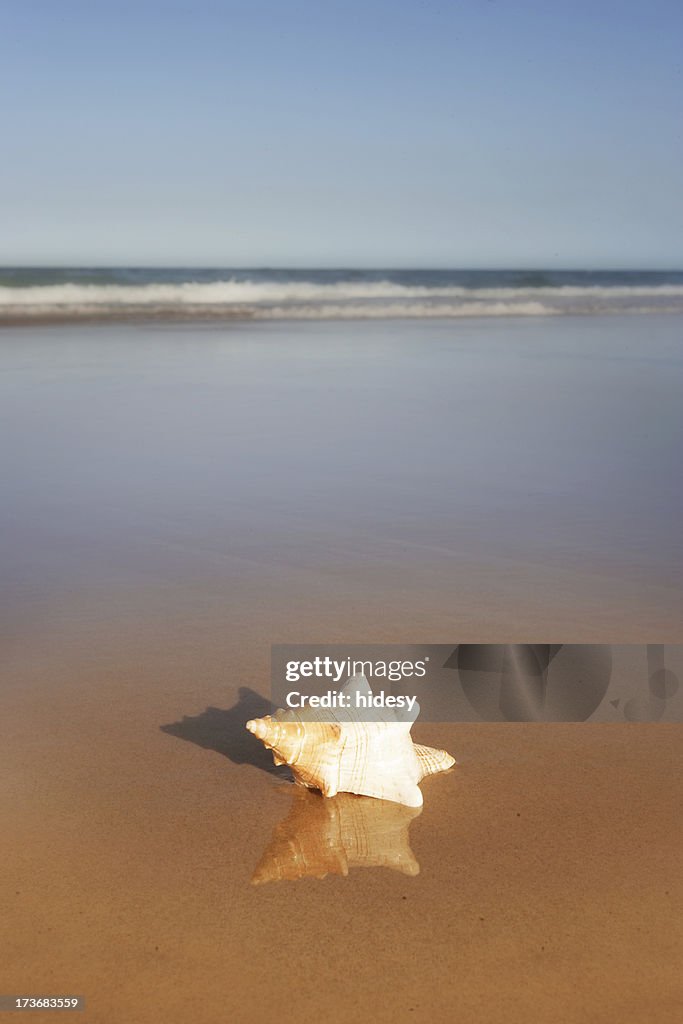 Coquillage sur la côte