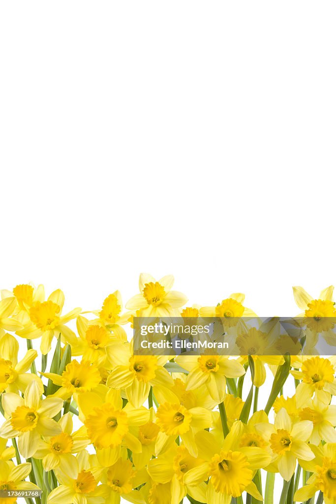Daffodils Isolated on White