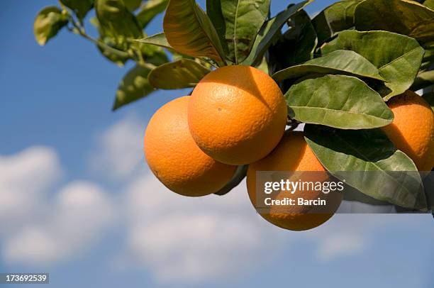 orange - à maturité photos et images de collection