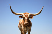Cow Horn - Texas Longhorn