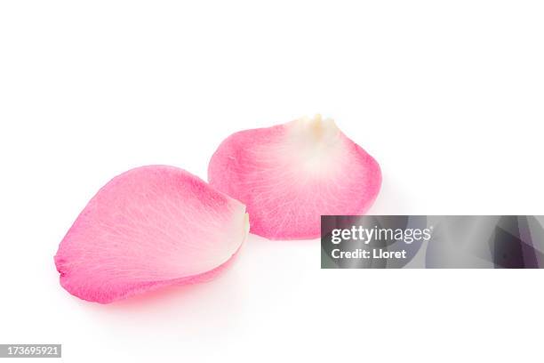 pink rose petals - petal 個照片及圖片檔