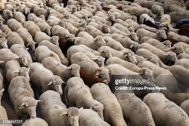 The transhumance flock, on 15 October, 2023 in Guadarrama, Madrid, Spain. Some 2,000 sheep and goats have traveled from the northern pastures of...