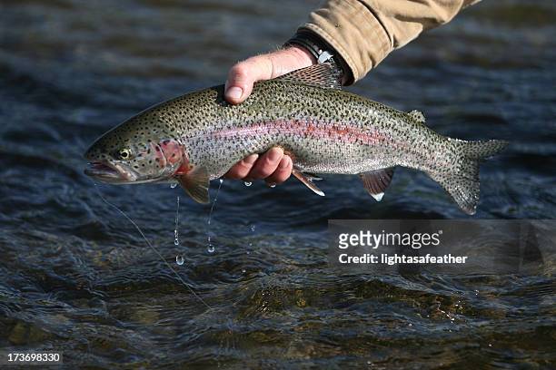 rainbow trout in alaska - fly fishing - regnbågsforell bildbanksfoton och bilder