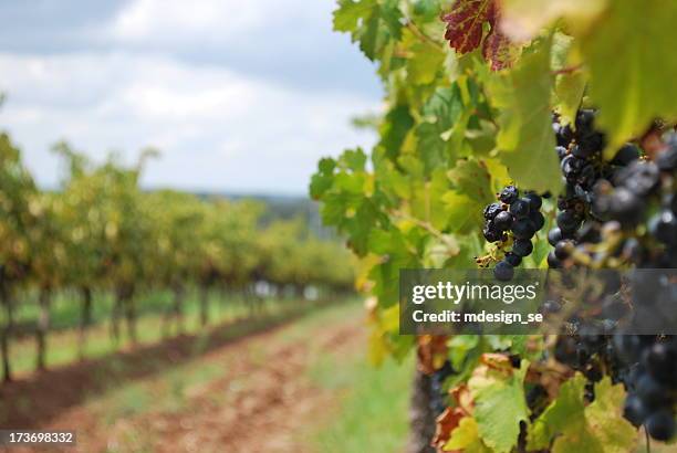 wine grapes vineyard on a cloudy day - vineyard australia stock pictures, royalty-free photos & images