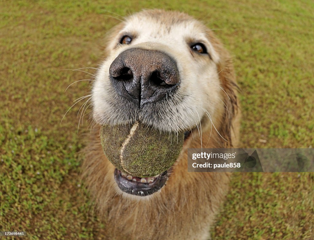 Golden Retriever
