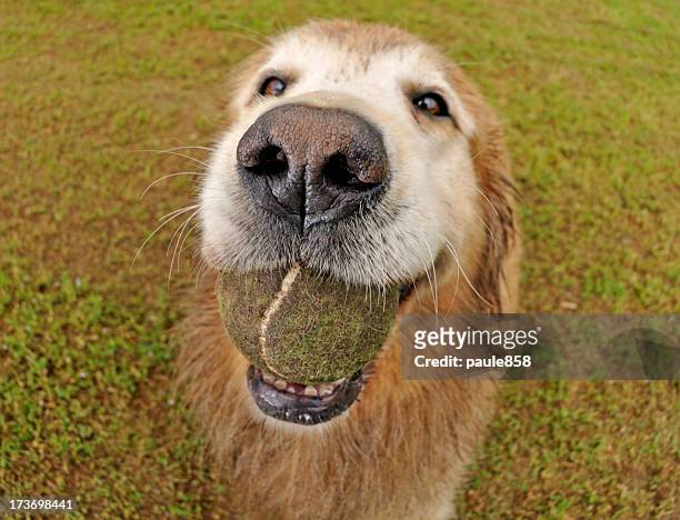 golden retriever - playful seniors stock pictures, royalty-free photos & images