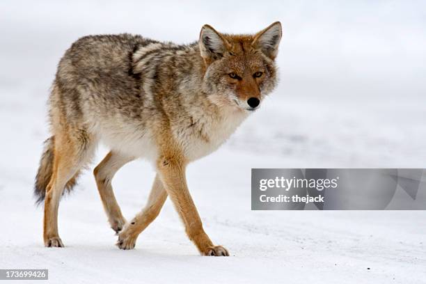 coyote (yellowstone np) - coyote stock pictures, royalty-free photos & images