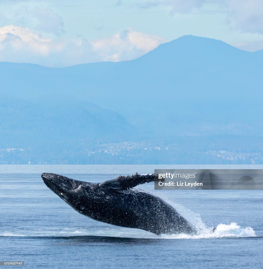 Humpback whale, Megaptera novaeangliae, breaching: Salish Sea, BC, Canada