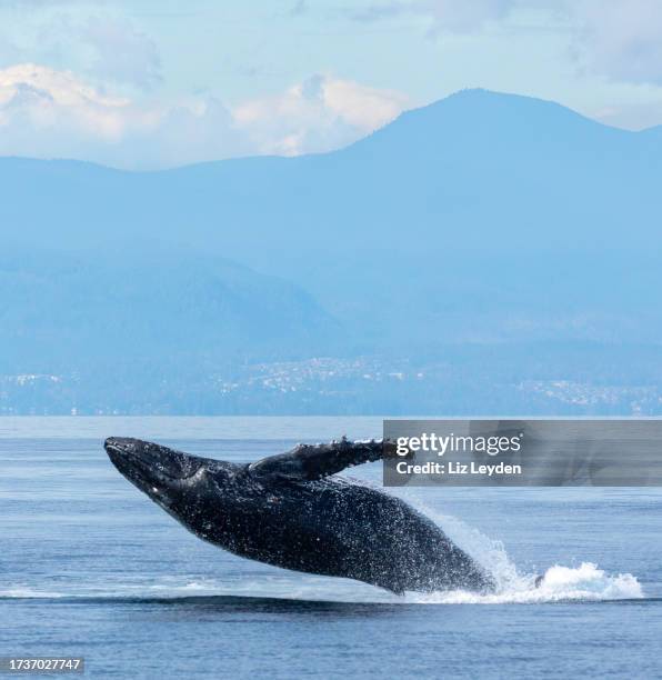 humpback whale, megaptera novaeangliae, breaching: salish sea, bc, canada - vancouver canada stock pictures, royalty-free photos & images