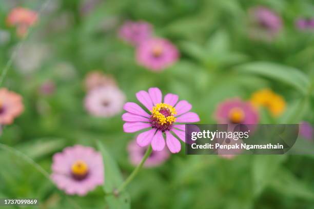 zinnia elegans pink color flower blooming springtime in garden on blurred of nature background, compositae - stamen stock pictures, royalty-free photos & images