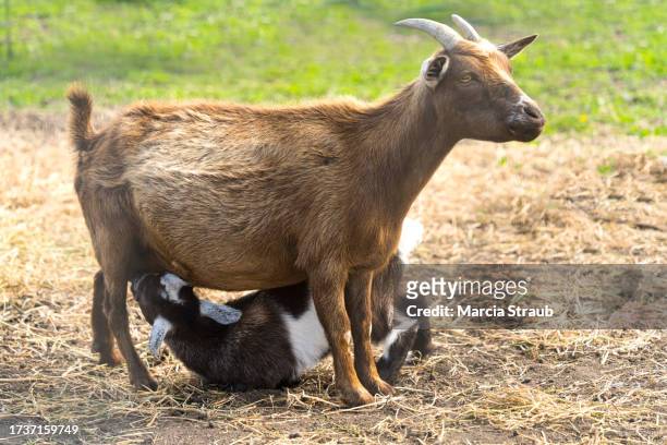 kid goat suckling from mother - dia bildbanksfoton och bilder