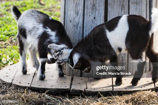 cute young kid goats butting heads - butting stock pictures, royalty-free photos & images