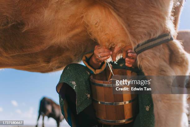 mongolian woman milking the cow - rauwe melk stockfoto's en -beelden