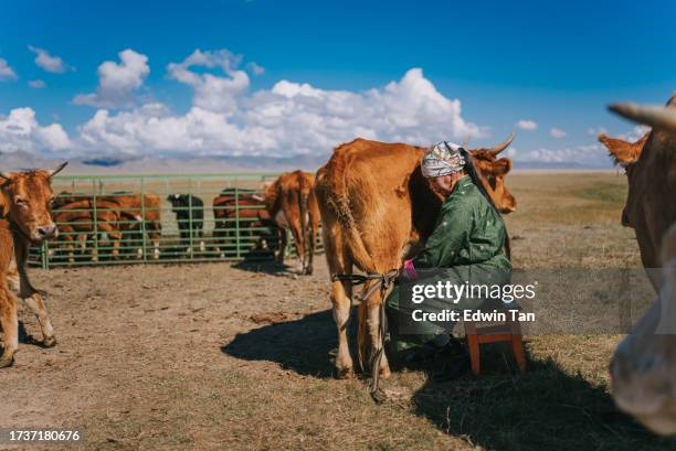 mongolian nomad woman milking the cow - mongolian people stock pictures, royalty-free photos & images