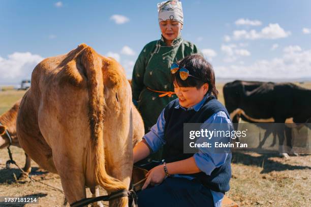 asian chinese woman experiencing milking cow with local mongolian lady - daily bucket stock pictures, royalty-free photos & images