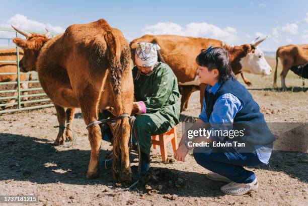 mongolian nomad lady showing chinese female tourist how to milk cow - daily bucket stock pictures, royalty-free photos & images