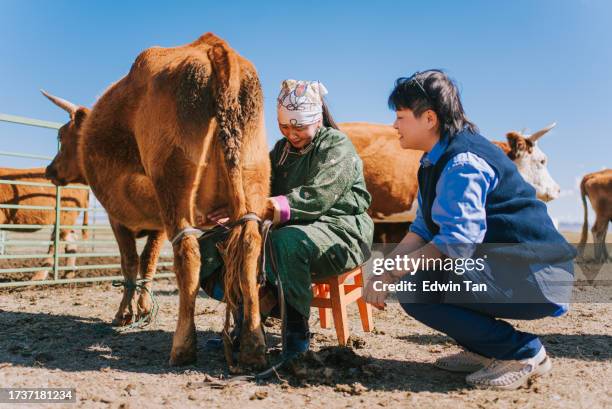 mongolian nomad lady showing chinese female tourist how to milk cow - daily bucket stock pictures, royalty-free photos & images