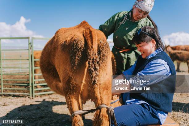 asian chinese woman experiencing milking cow with local mongolian lady - daily bucket stock pictures, royalty-free photos & images
