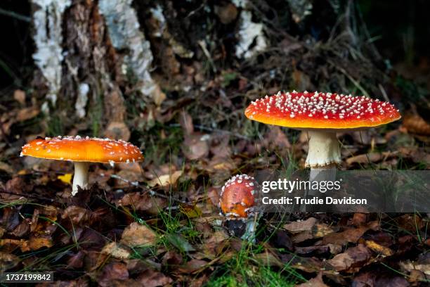 fly agaric - poisonous mushroom fotografías e imágenes de stock