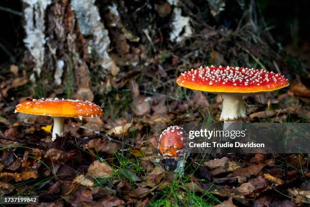 fly agaric - poisonous mushroom stockfoto's en -beelden