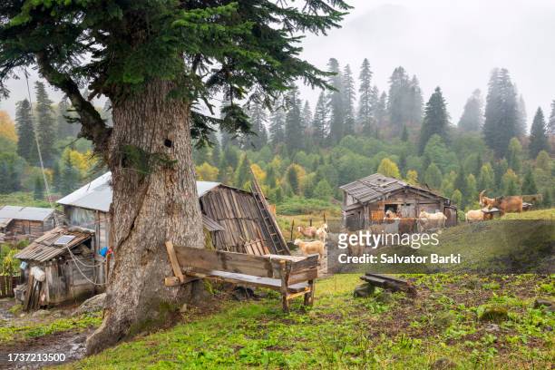 efeler village gorgit plateau in macahel region in artvin province - rize stock pictures, royalty-free photos & images