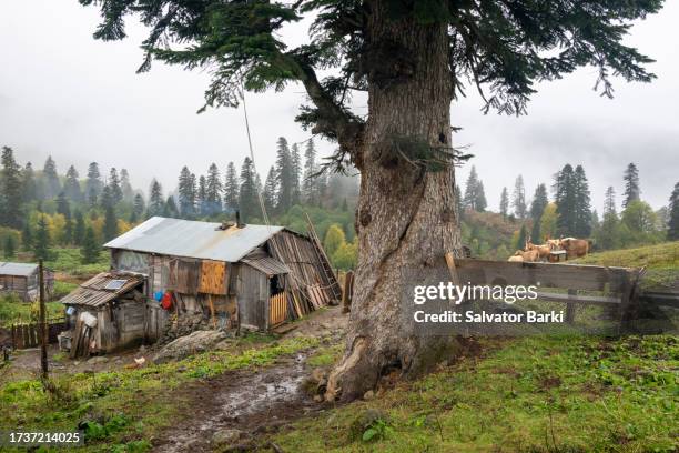 efeler village gorgit plateau in macahel region in artvin province - rize stock pictures, royalty-free photos & images