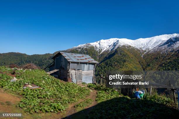 efeler village findik plateau in macahel region in artvin province - rize stock pictures, royalty-free photos & images